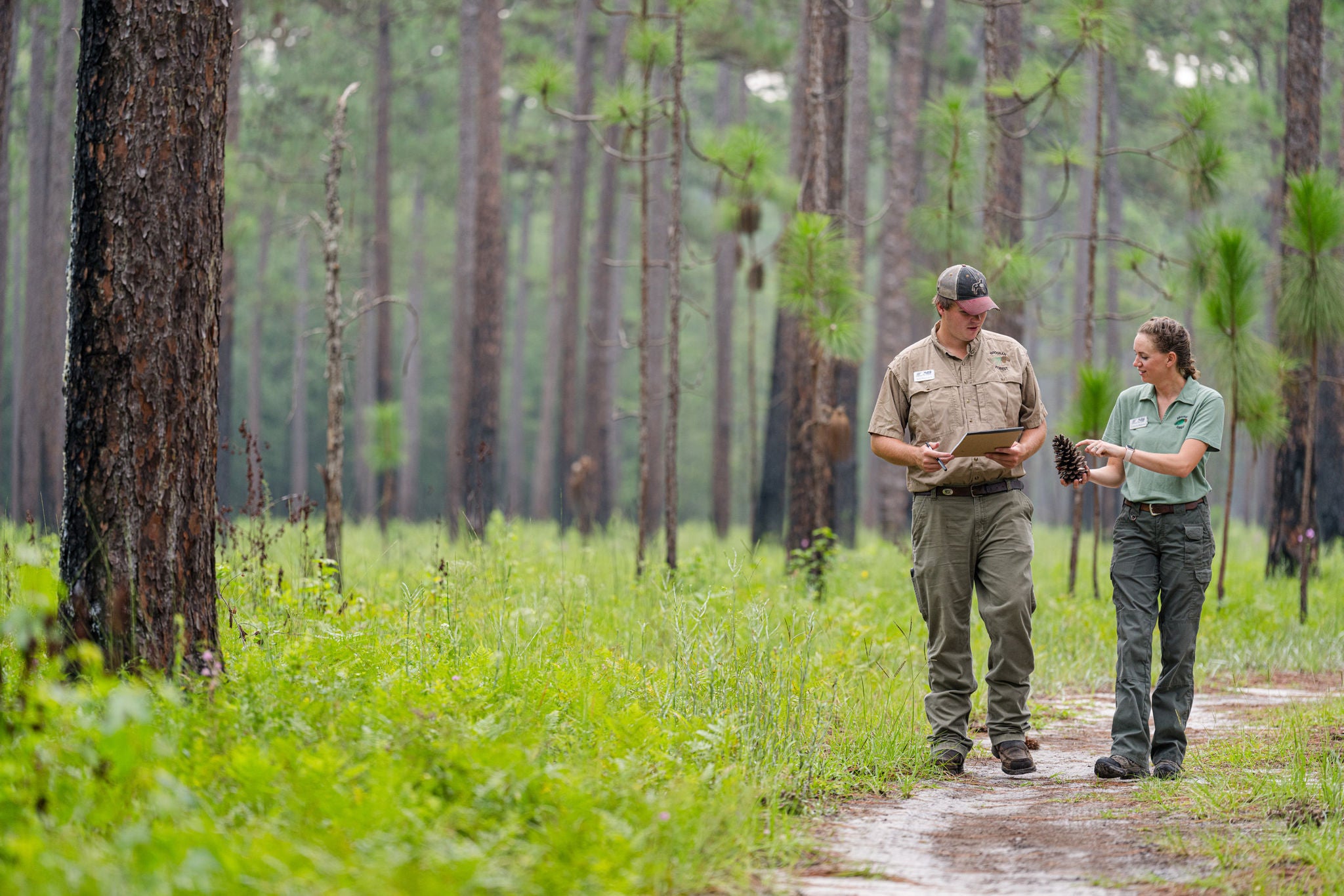 Brosnan Forest  